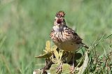 Rufous-naped Larkborder=